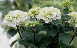 Zebra Hydrangea - 1 Gallon Pot 15 Zebra Hydrangea - 1 Gallon Pot -Leafy Joy Shop Hydrangea Zebra Flowers