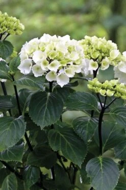 Zebra Hydrangea - 3 Gallon Pot -Leafy Joy Shop Hydrangrea Zebra 11