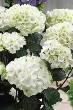 Zebra Hydrangea - 3 Gallon Pot -Leafy Joy Shop Hydrangrea Zebra 12 1