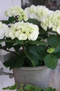 Zebra Hydrangea - 1 Gallon Pot 13 Zebra Hydrangea - 1 Gallon Pot -Leafy Joy Shop Hydrangrea Zebra 14