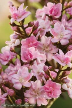 Rosalinda Indian Hawthorn Single Trunk Tree - 7 Gallon Pot (6-7') 11 Rosalinda Indian Hawthorn Single Trunk Tree - 7 Gallon Pot (6-7') -Leafy Joy Shop Indian Hawthorne Rosalinda 6