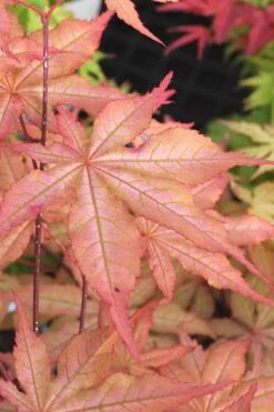 Amber Ghost Japanese Maple - 3 Gallon Pot -Leafy Joy Shop Japanese Maple Amber Ghost 3