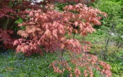 Amber Ghost Japanese Maple - 3 Gallon Pot -Leafy Joy Shop Japanese Maple Amber Ghost 6