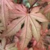 Amber Ghost Japanese Maple - 3 Gallon Pot -Leafy Joy Shop Japanese Maple Amber Ghost10