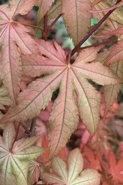 Amber Ghost Japanese Maple - 3 Gallon Pot