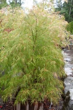 Aoyagi Gawa Strapleaf Japanese Maple - 1 Gallon Pot -Leafy Joy Shop Japanese Maple Aoyagi Gawa 1