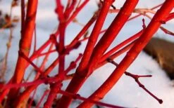 Little Sango' Dwarf Coral Bark Japanese Maple - 5 Gallon Pot -Leafy Joy Shop Japanese Maple Fjellheim 2