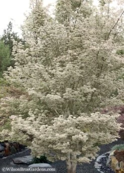 Ukigumo Floating Cloud Ghost Japanese Maple - 7 Gallon Pot -Leafy Joy Shop Japanese Maple Okigumo 15