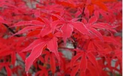 Shirazz Japanese Maple - 5 Gallon Pot (2-3') -Leafy Joy Shop Japanese Maple Shirazz 10