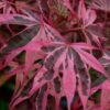 Shirazz Japanese Maple - 5 Gallon Pot (2-3') -Leafy Joy Shop Japanese Maple Shirazz 12