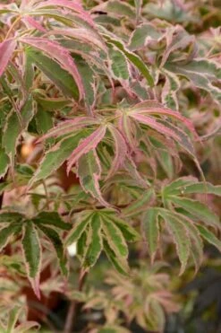 Shirazz Japanese Maple - 5 Gallon Pot (2-3') -Leafy Joy Shop Japanese Maple Shirazz 13