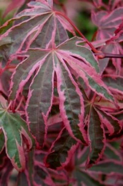 Shirazz Japanese Maple - 5 Gallon Pot (2-3') -Leafy Joy Shop Japanese Maple Shirazz 6