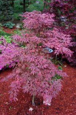 Shirazz Japanese Maple - 5 Gallon Pot (2-3') -Leafy Joy Shop Japanese Maple Shirazz 7