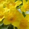Duet Yellow Jasmine (Jessamine) - 2 Gallon Pot -Leafy Joy Shop Jasmine Duet 7