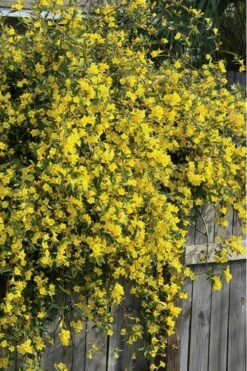 Duet Yellow Jasmine (Jessamine) - 2 Gallon Pot 11 Duet Yellow Jasmine (Jessamine) - 2 Gallon Pot -Leafy Joy Shop Jasmine Duet 8