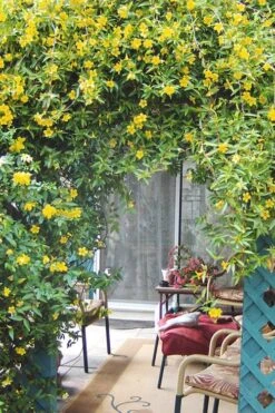 Duet Yellow Jasmine (Jessamine) - 2 Gallon Pot 12 Duet Yellow Jasmine (Jessamine) - 2 Gallon Pot -Leafy Joy Shop Jasmine Duet 9