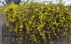 Duet Yellow Jasmine (Jessamine) - 2 Gallon Pot 14 Duet Yellow Jasmine (Jessamine) - 2 Gallon Pot -Leafy Joy Shop Jasmine Duet On Fence