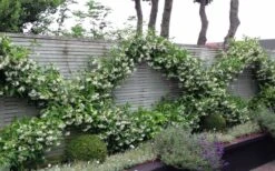 Madison Confederate Jasmine - 6 Pack Of 1 Gallon Pots -Leafy Joy Shop Jasmine Madison 12