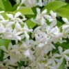Madison Confederate Jasmine - 6 Pack Of 1 Gallon Pots 1 Madison Confederate Jasmine - 6 Pack Of 1 Gallon Pots -Leafy Joy Shop Jasmine Madison Rev 500x750 1