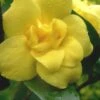 Pride Of Augusta Double Flowering Carolina Jasmine - 2 Gallon Pot -Leafy Joy Shop Jasmine Pride Of Augusta 1