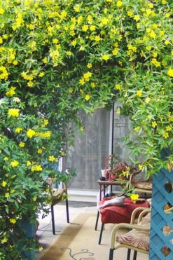 Pride Of Augusta Double Flowering Carolina Jasmine - 2 Gallon Pot -Leafy Joy Shop Jasmine Pride Of Augusta 2