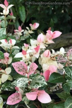 Snow N Summer Asiatic Jasmine - 6 Pack Of 1 Gallon Pots 11 Snow N Summer Asiatic Jasmine - 6 Pack Of 1 Gallon Pots -Leafy Joy Shop Jasmine Snow n Summer 20