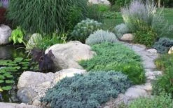 Blue Star Juniper - 2 Gallon Pot -Leafy Joy Shop Juniper Blue Star 14