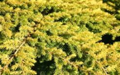 All Gold Golden Pacific Juniper - 2 Gallon Pot -Leafy Joy Shop Juniper Golden Pacific 10 1