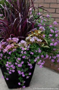 Trailing Lavender Lantana - 5 Pack Of Pint Pots -Leafy Joy Shop Lantana Trailing Lavender 16