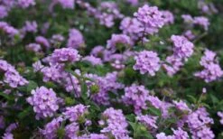 Trailing Lavender Lantana - 5 Pack Of Pint Pots -Leafy Joy Shop Lantana Trailing Lavender 2