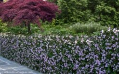 Trailing Lavender Lantana - 5 Pack Of Pint Pots -Leafy Joy Shop Lantana Trailing Lavender 22