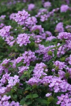 Trailing Lavender Lantana - 5 Pack Of Pint Pots -Leafy Joy Shop Lantana Trailing Lavender 500x750 1