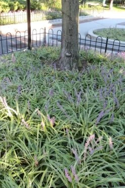 Variegated Liriope - Monkey Grass / Lilyturf - 6 Pack Of Pint Pots -Leafy Joy Shop Liriope Variegata 6