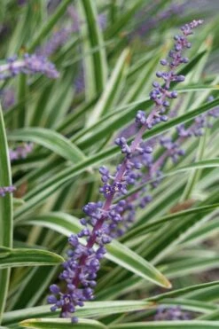 Variegated Liriope - Monkey Grass / Lilyturf - 6 Pack Of Pint Pots -Leafy Joy Shop Liriope Variegata 7