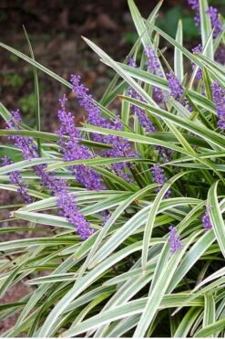Variegated Liriope - Monkey Grass / Lilyturf - 6 Pack Of Pint Pots -Leafy Joy Shop Liriope Variegated 15