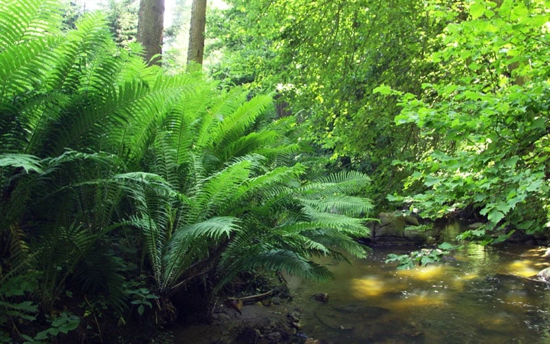 The King Ostrich Fern (Matteuccia Struthiopteris) - 6 Pack Of 1 Gallon Pots 8 The King Ostrich Fern (Matteuccia Struthiopteris) - 6 Pack Of 1 Gallon Pots - Image 6