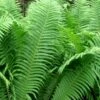 The King Ostrich Fern (Matteuccia Struthiopteris) - 6 Pack Of 1 Gallon Pots -Leafy Joy Shop Matteuccia struthiopteris the king ostrich fern 5