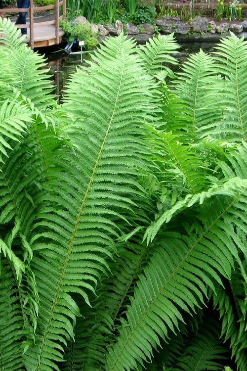 The King Ostrich Fern (Matteuccia Struthiopteris) - 6 Pack Of 1 Gallon Pots 3 The King Ostrich Fern (Matteuccia Struthiopteris) - 6 Pack Of 1 Gallon Pots