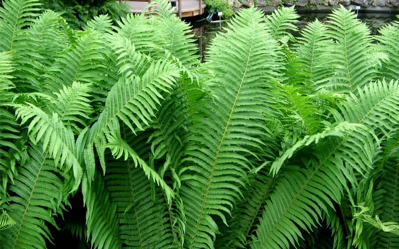 The King Ostrich Fern (Matteuccia Struthiopteris) - 6 Pack Of 1 Gallon Pots 10 The King Ostrich Fern (Matteuccia Struthiopteris) - 6 Pack Of 1 Gallon Pots - Image 8