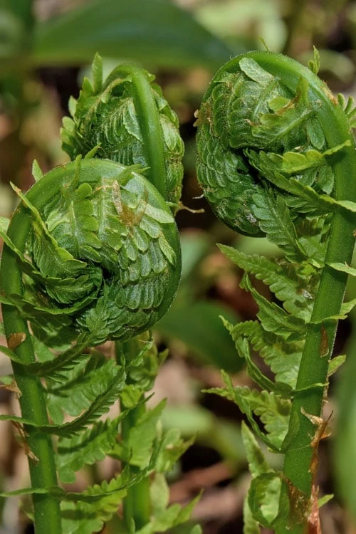 The King Ostrich Fern (Matteuccia Struthiopteris) - 6 Pack Of 1 Gallon Pots 9 The King Ostrich Fern (Matteuccia Struthiopteris) - 6 Pack Of 1 Gallon Pots - Image 7