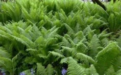 The King Ostrich Fern (Matteuccia Struthiopteris) - 6 Pack Of 1 Gallon Pots 19 The King Ostrich Fern (Matteuccia Struthiopteris) - 6 Pack Of 1 Gallon Pots -Leafy Joy Shop Matteuccia struthiopteris the king ostrich fern 8
