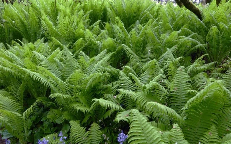 The King Ostrich Fern (Matteuccia Struthiopteris) - 6 Pack Of 1 Gallon Pots 11 The King Ostrich Fern (Matteuccia Struthiopteris) - 6 Pack Of 1 Gallon Pots - Image 9