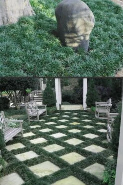 Dwarf Mondo Grass - 18 Count Flat Of Pint Pots 13 Dwarf Mondo Grass - 18 Count Flat Of Pint Pots -Leafy Joy Shop Mondo Grass Dwarf Rev 500x750 1