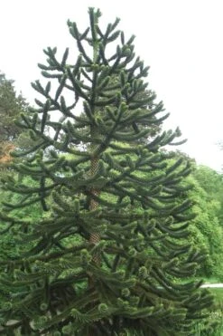 Monkey Puzzle Tree (Araucaria Auracana) - 1 Gallon Pot (8-10") -Leafy Joy Shop Monkey Puzzle Tree 2