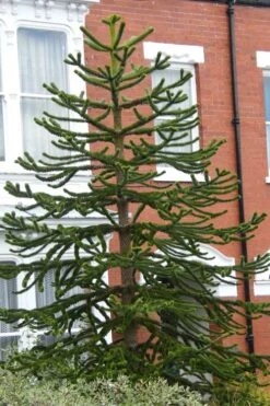 Monkey Puzzle Tree (Araucaria Auracana) - 1 Gallon Pot (8-10") -Leafy Joy Shop Monkey Puzzle Tree 3