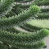 Monkey Puzzle Tree (Araucaria Auracana) - 1 Gallon Pot (8-10") -Leafy Joy Shop Monkey Puzzle Tree 4