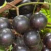 Lane Muscadine Grape Vine (Self Fertile) - 1 Gallon Pot 1 Lane Muscadine Grape Vine (Self Fertile) - 1 Gallon Pot -Leafy Joy Shop Muscadine Lane 500x750 1