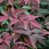 Flirt Dwarf Nandina - 6 Pack Of 1 Gallon Pots -Leafy Joy Shop Nandina Flirt 10