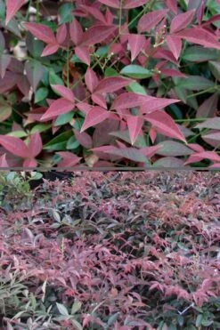 Flirt Dwarf Nandina - 1 Gallon Pot 13 Flirt Dwarf Nandina - 1 Gallon Pot -Leafy Joy Shop Nandina Flirt 500x750 2
