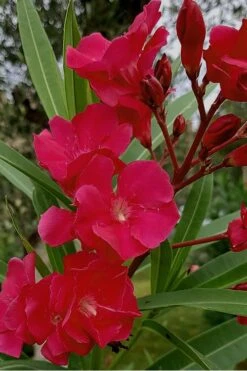Hardy Red Oleander Bush - 3 Gallon Pot